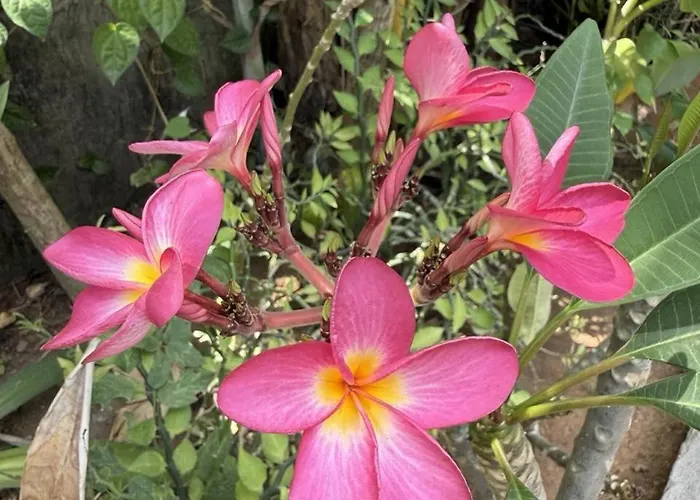 Lotus 3* Jimbaran